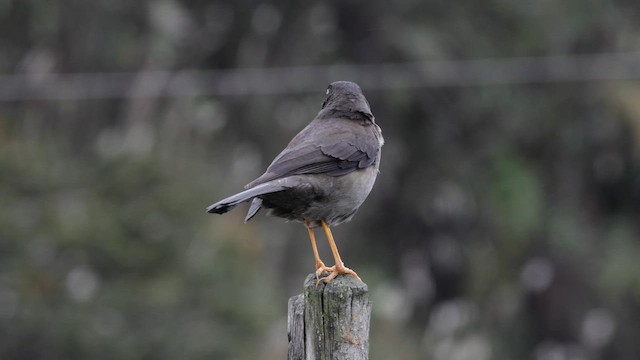 Great Thrush - ML643060014