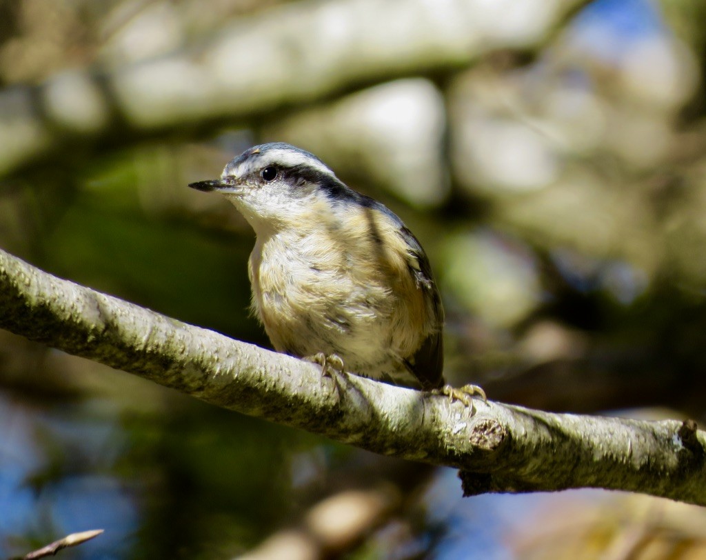 Red-breasted Nuthatch - ML643060015