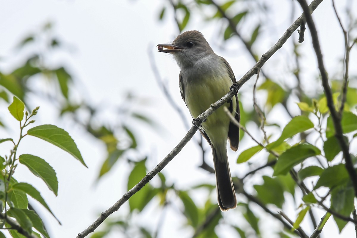 Short-crested Flycatcher - ML643060017