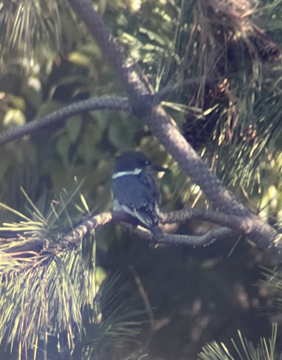 Belted Kingfisher - ML643060029