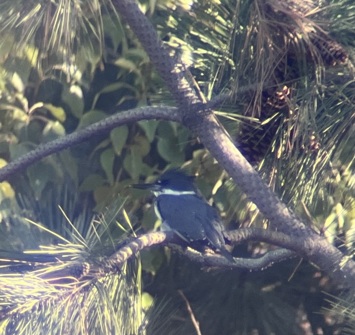 Belted Kingfisher - ML643060030