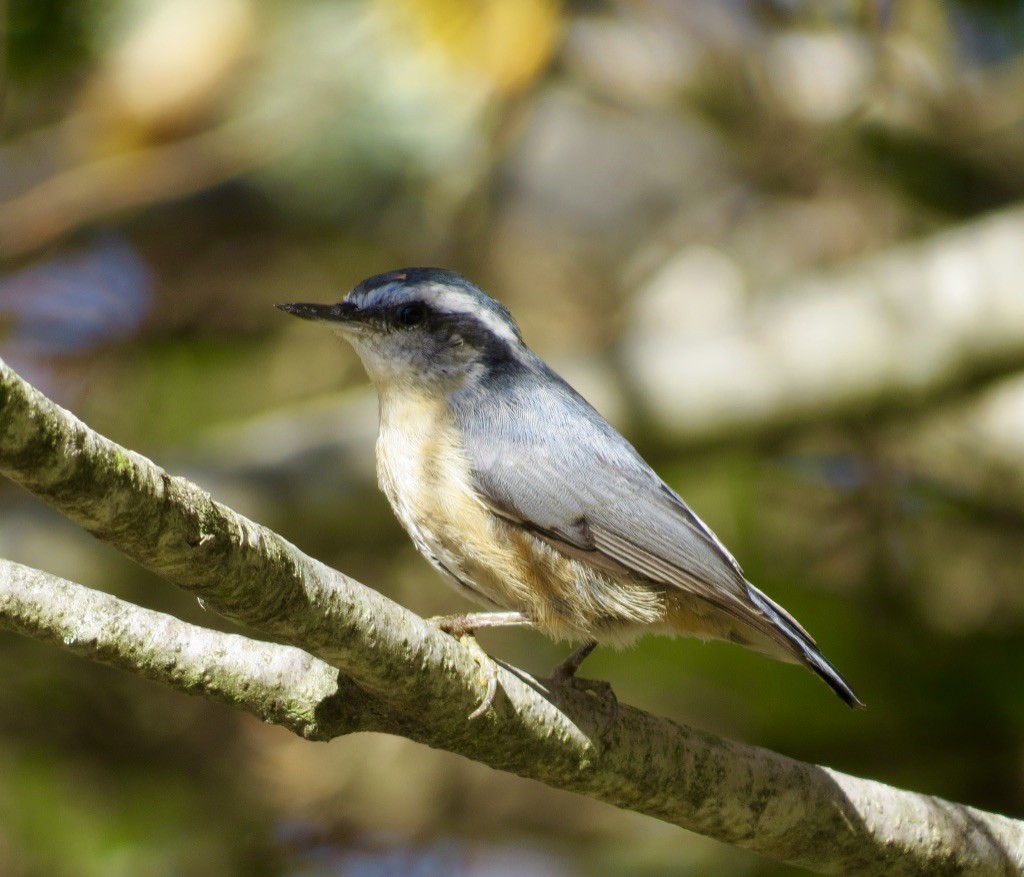 Red-breasted Nuthatch - ML643060034