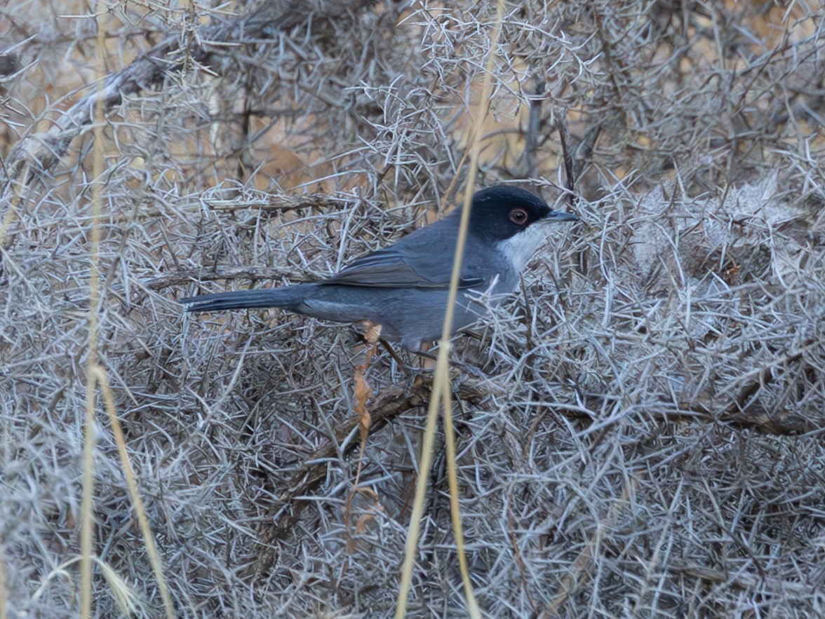 סבכי שחור-ראש - ML643060035
