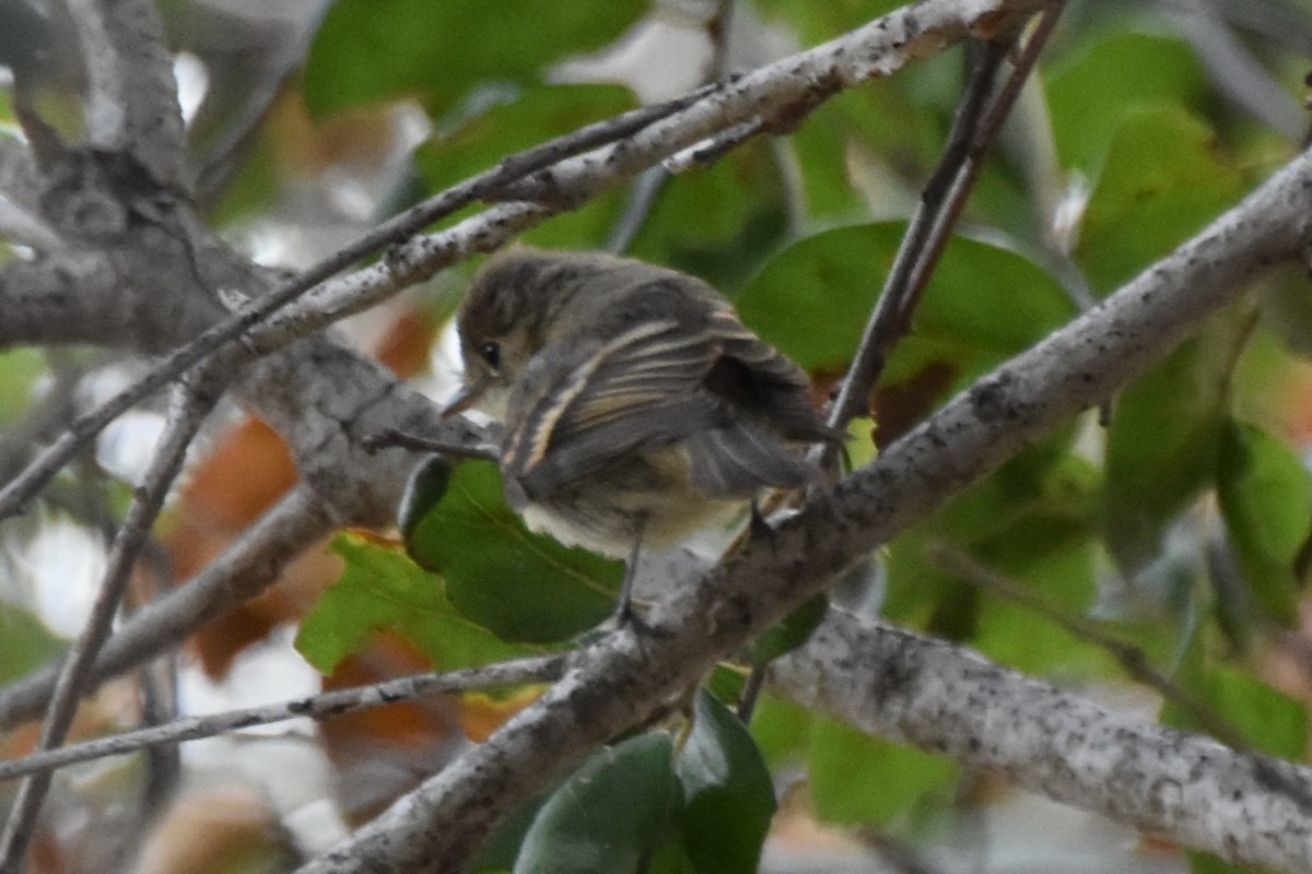 Western Flycatcher - ML643060050