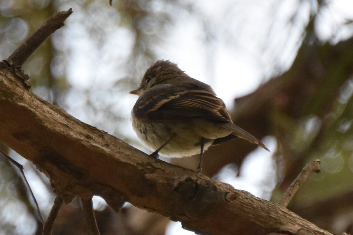 Western Flycatcher - ML643060051