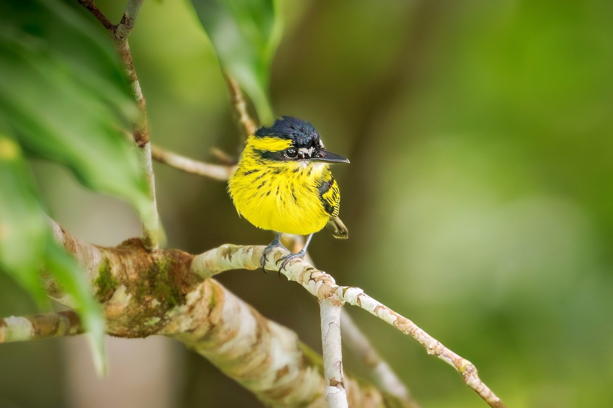 Yellow-browed Tody-Flycatcher - ML643060054