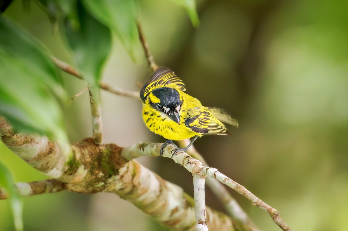 Yellow-browed Tody-Flycatcher - ML643060055