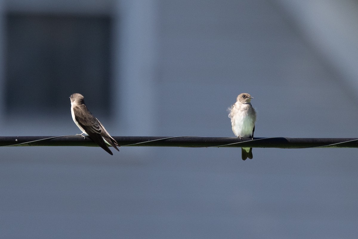 Northern Rough-winged Swallow - ML643060071