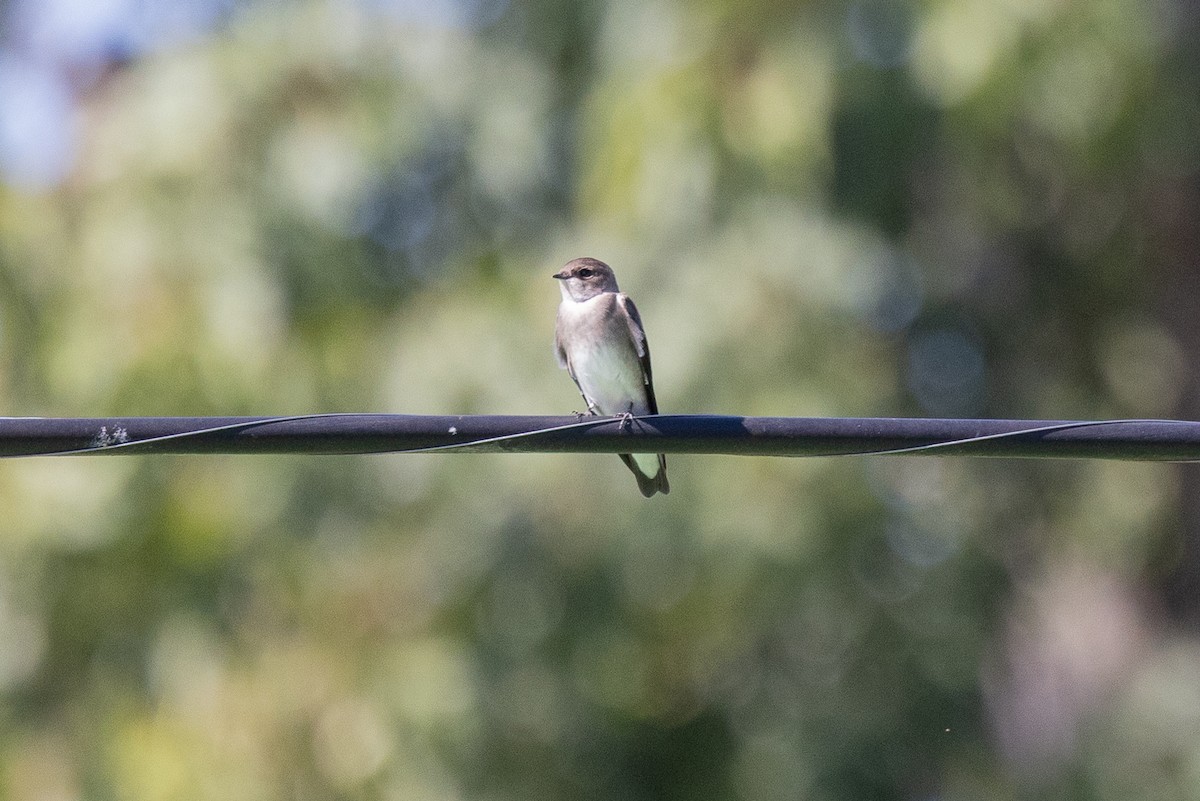 Northern Rough-winged Swallow - ML643060072
