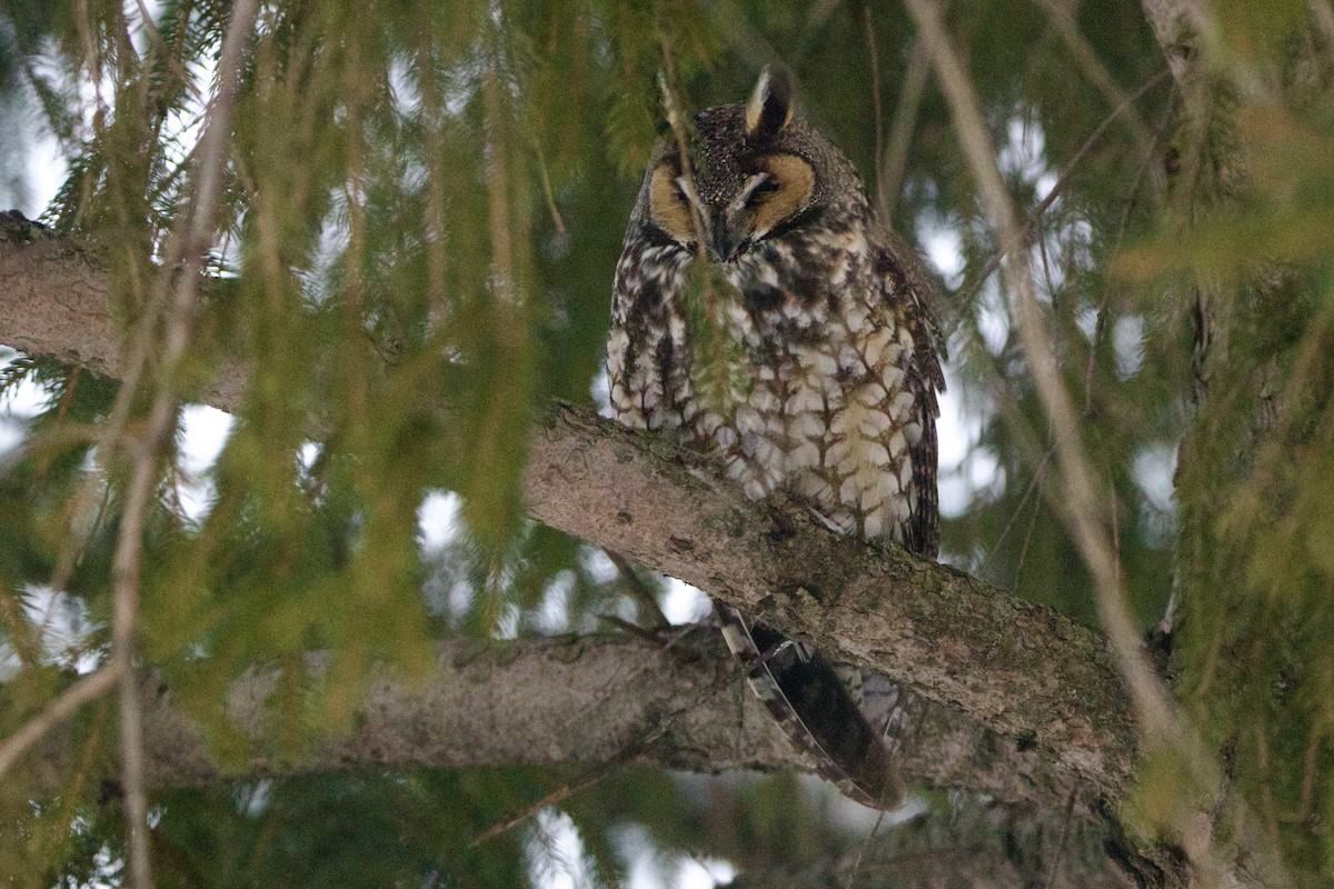 Long-eared Owl - ML643060077