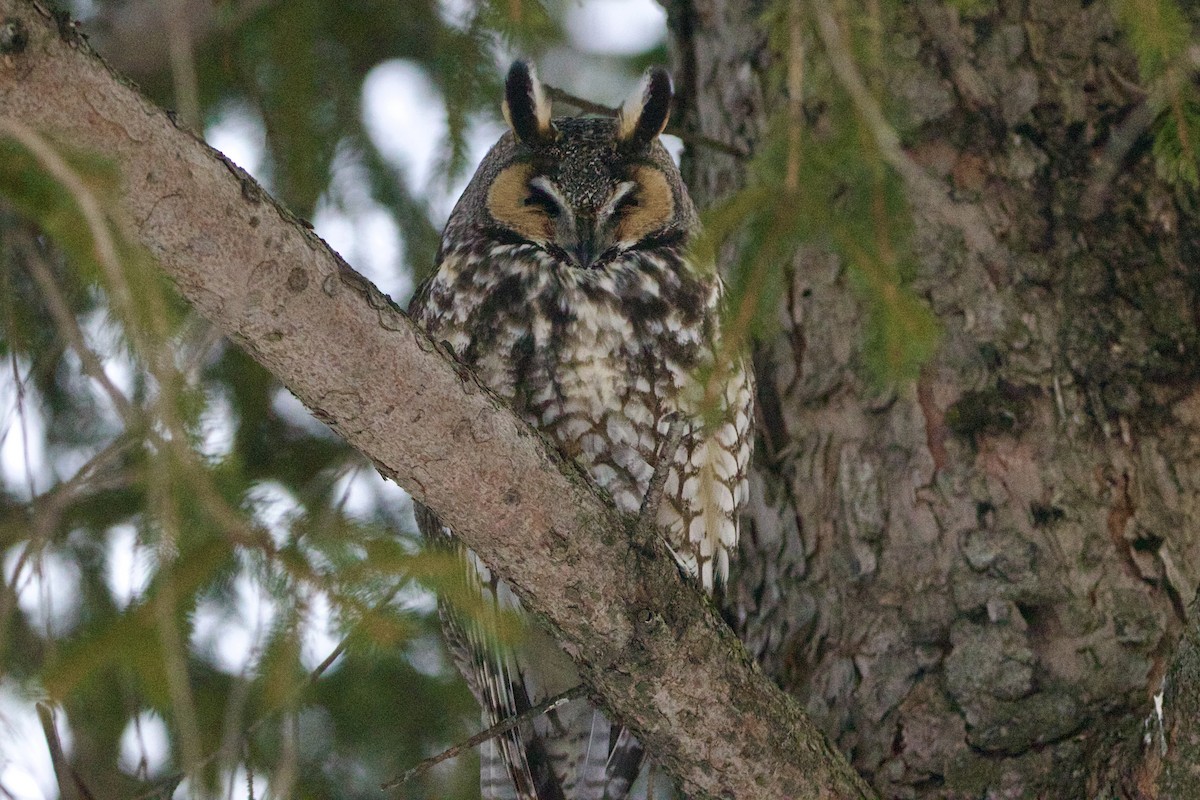 Long-eared Owl - ML643060078