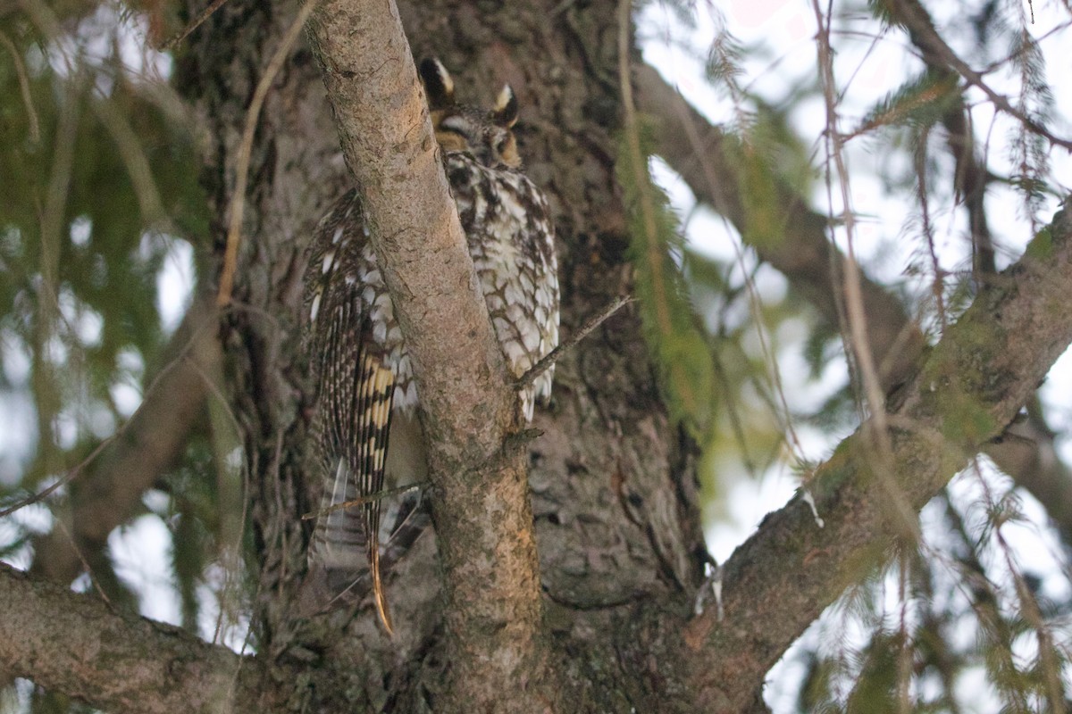 Long-eared Owl - ML643060079