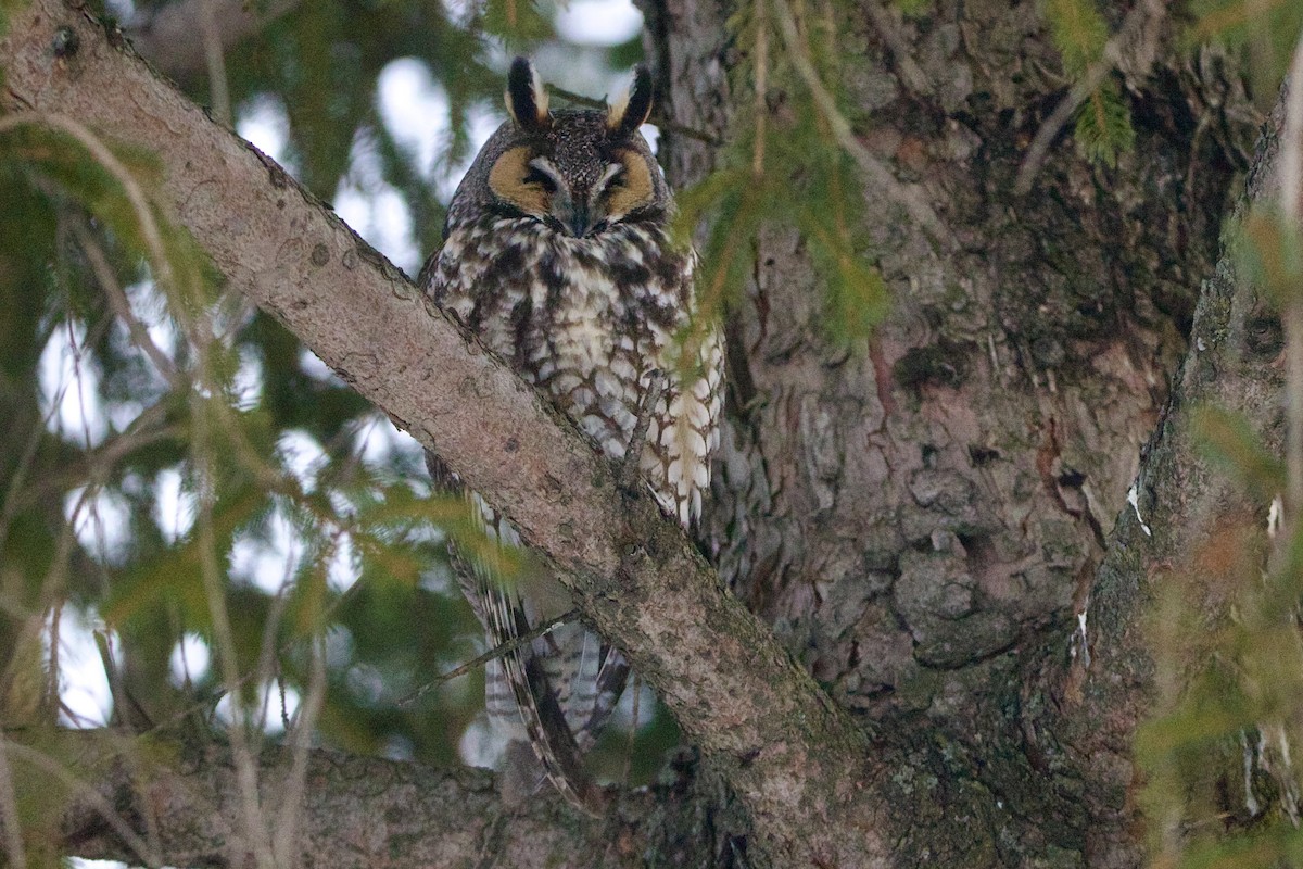 Long-eared Owl - ML643060080