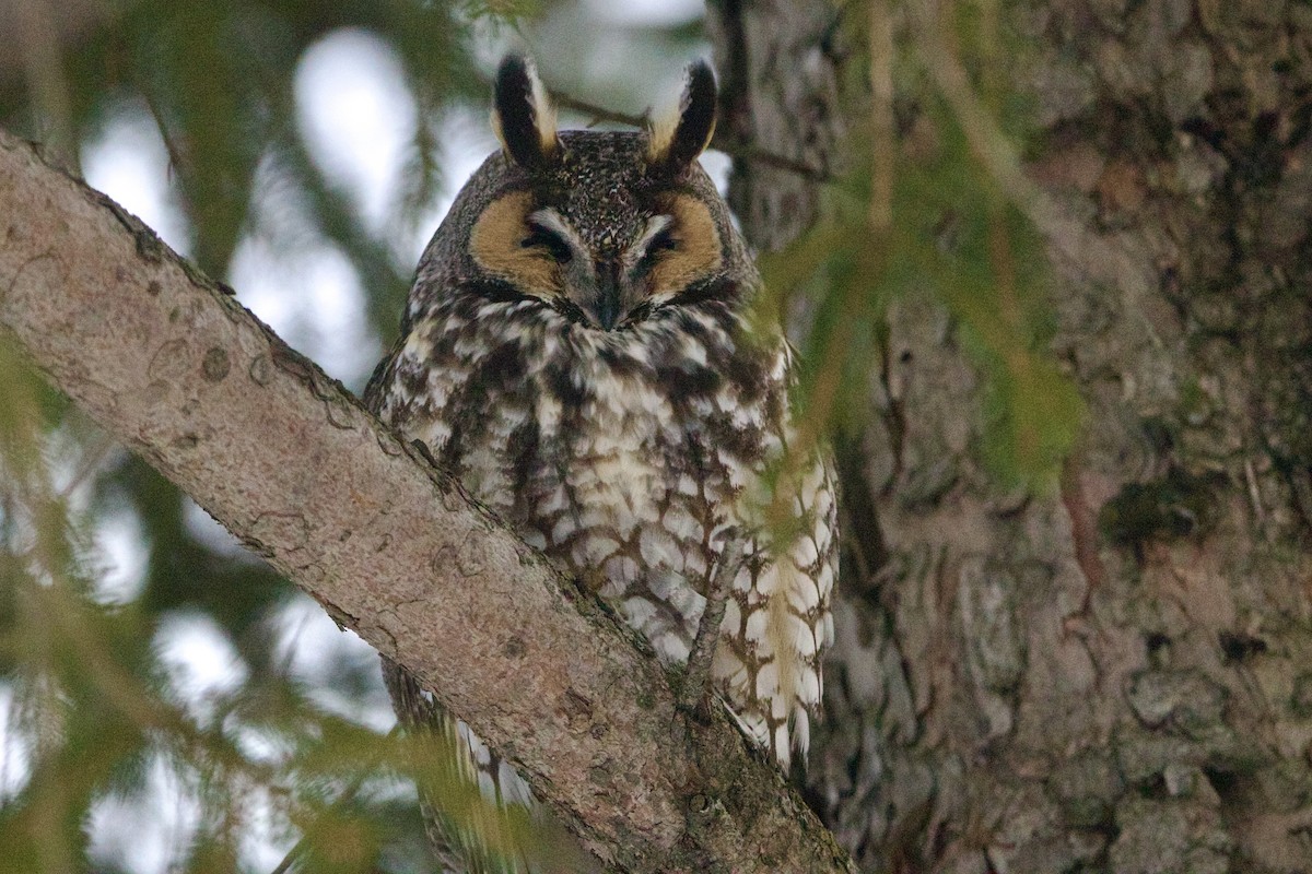 Long-eared Owl - ML643060082