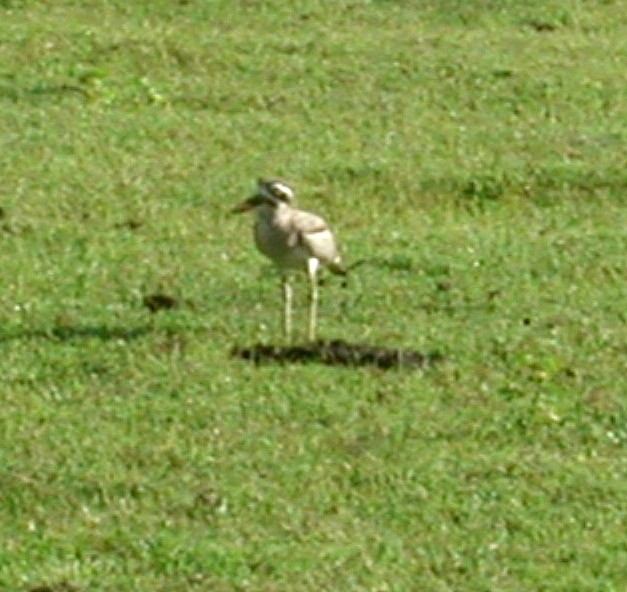 Great Thick-knee - ML643060084