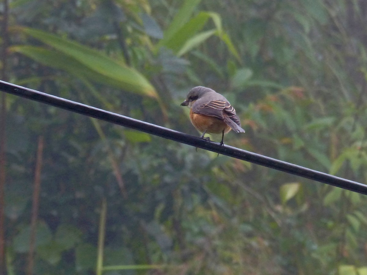 Gray-backed Shrike - ML643060087
