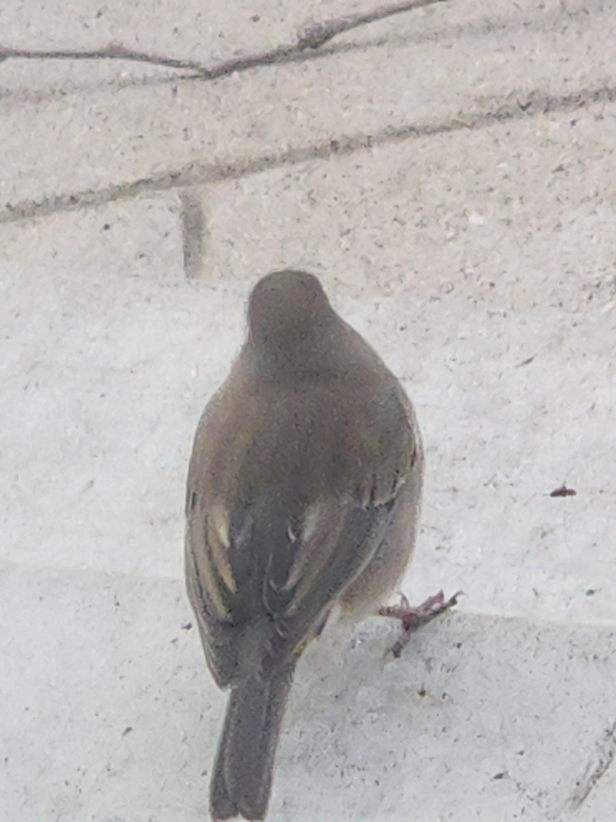 Dark-eyed Junco - ML643060103