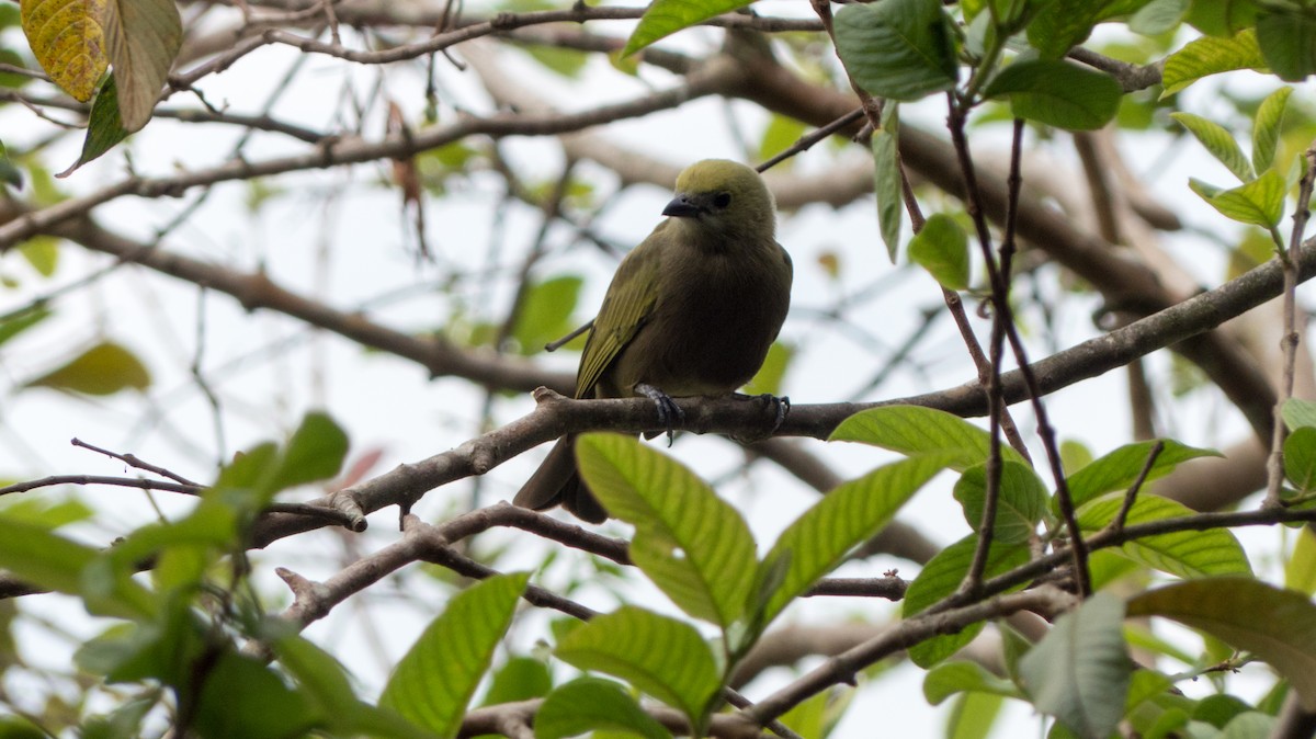 Palm Tanager - ML643060106