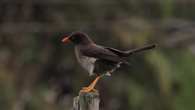 Great Thrush - ML643060116