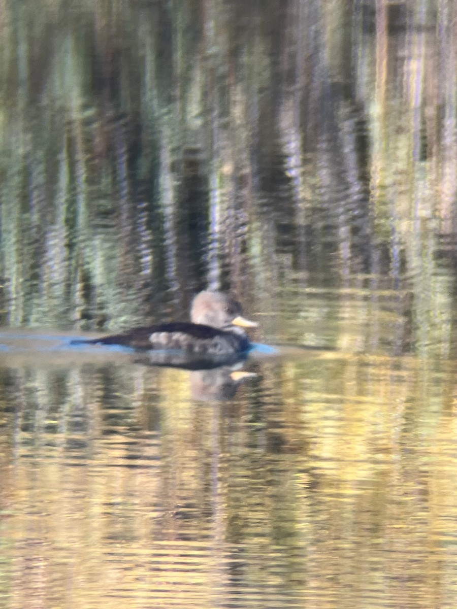 Hooded Merganser - ML643060125
