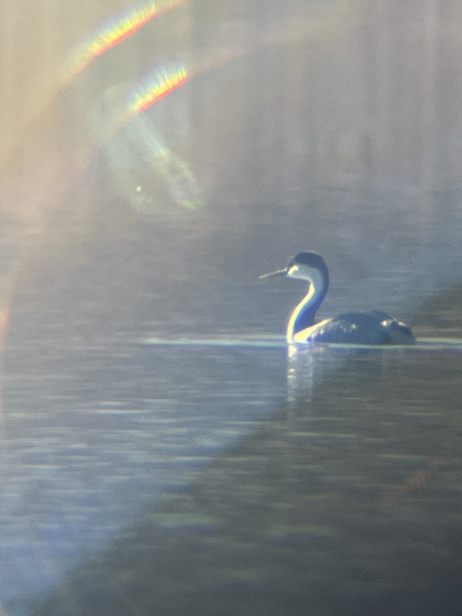 Western Grebe - ML643060138