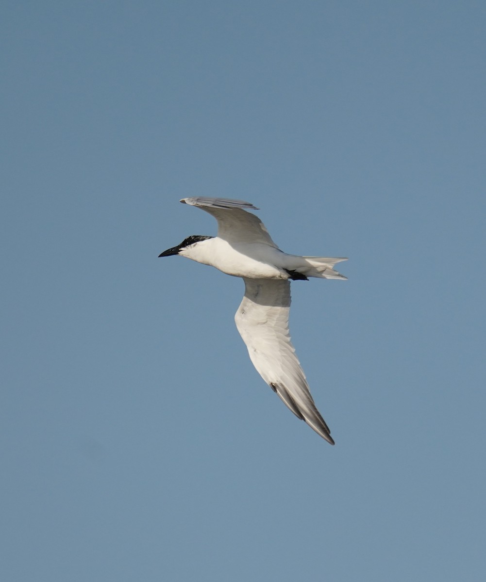 Australian Tern - ML643060164