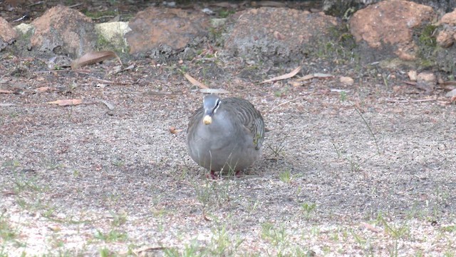 Common Bronzewing - ML643060189