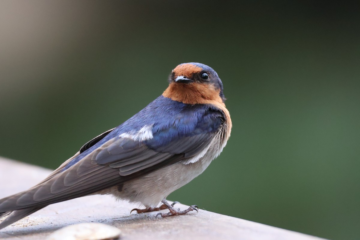 Welcome Swallow - ML643060191