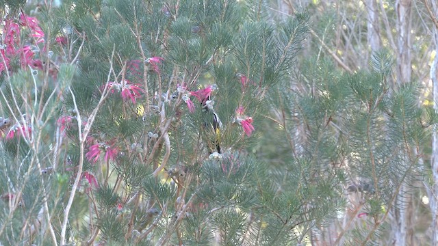 New Holland Honeyeater - ML643060197