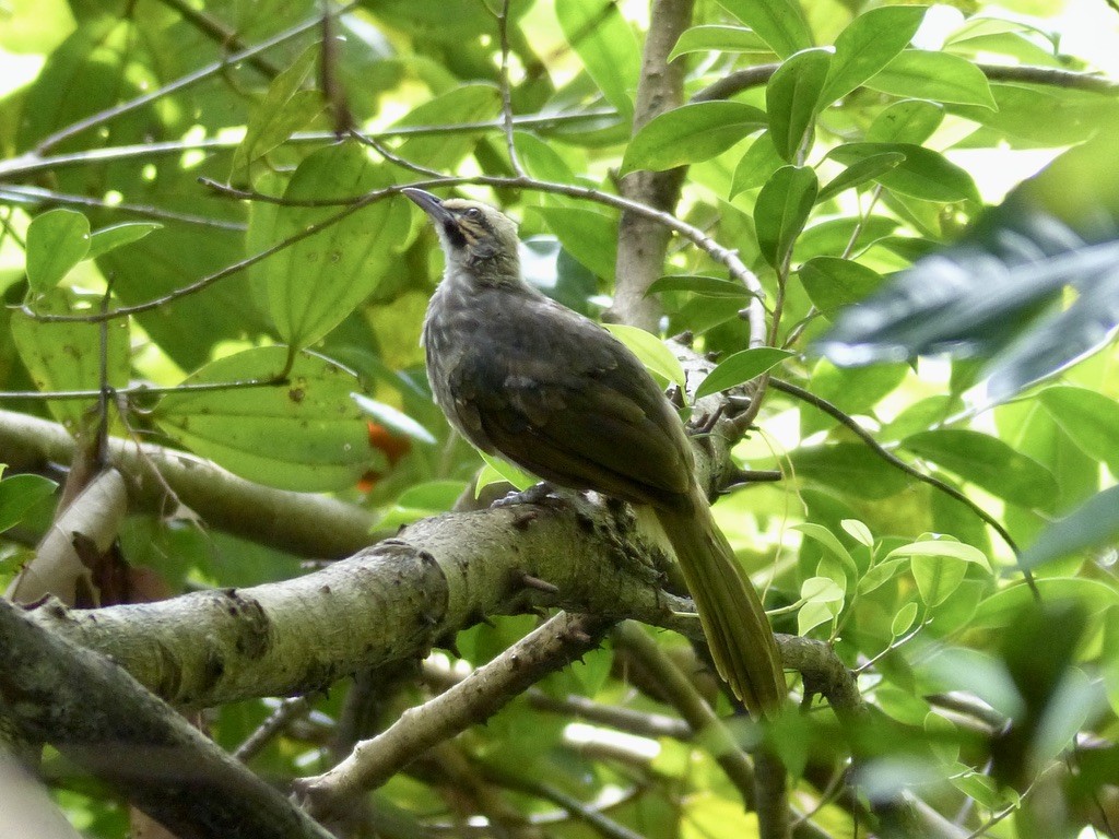 Bulbul à tête jaune - ML643060199