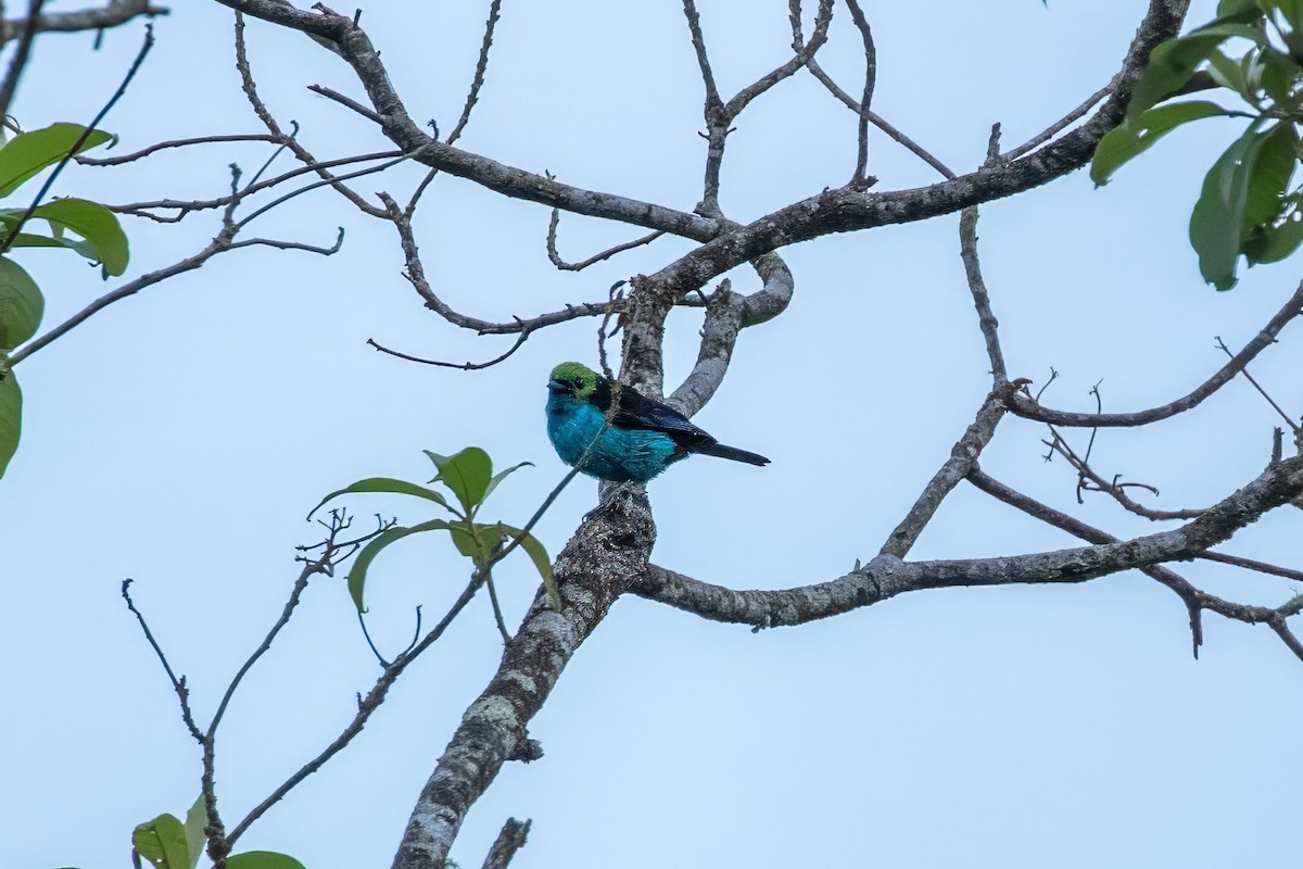 Paradise Tanager - ML643060201