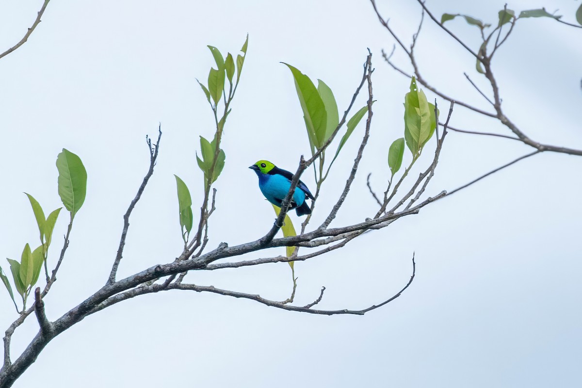 Paradise Tanager - ML643060202