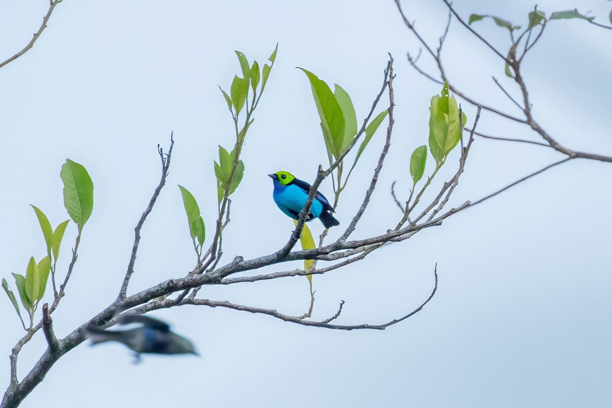 Paradise Tanager - ML643060203