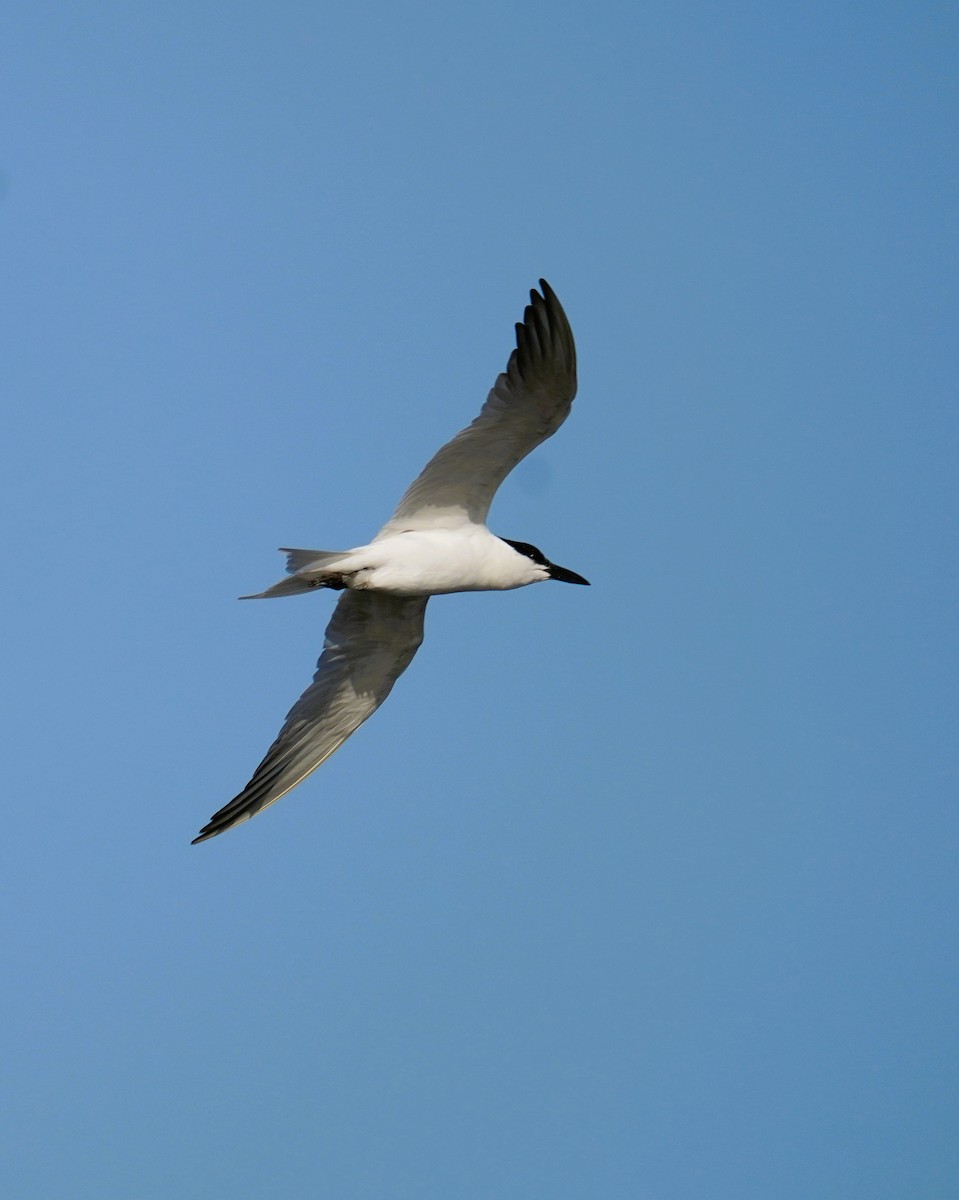 Australian Tern - ML643060204