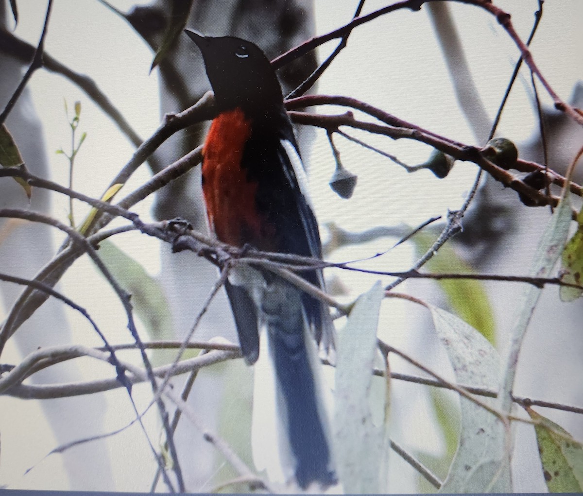 Painted Redstart - ML643060213