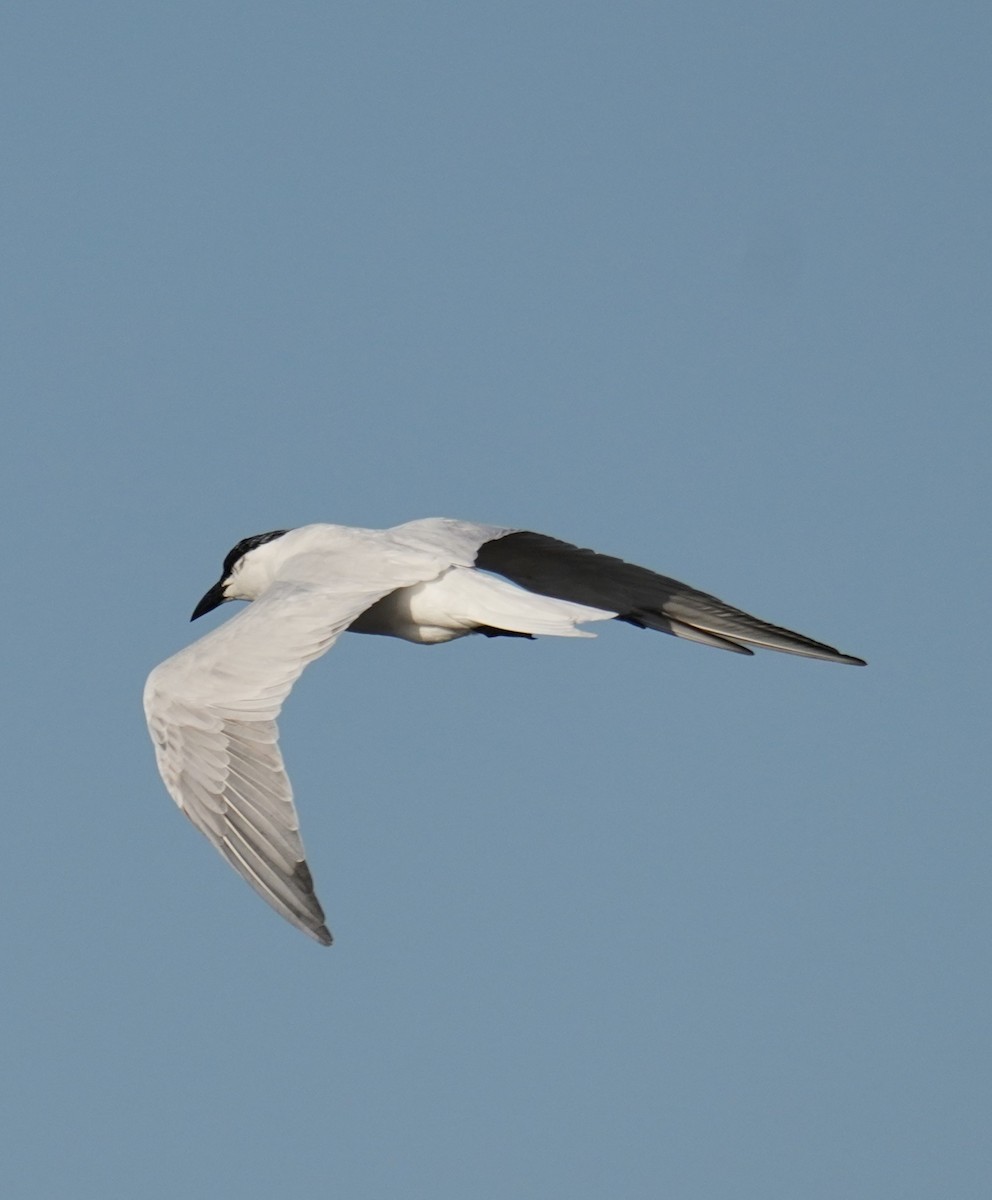 Australian Tern - ML643060236