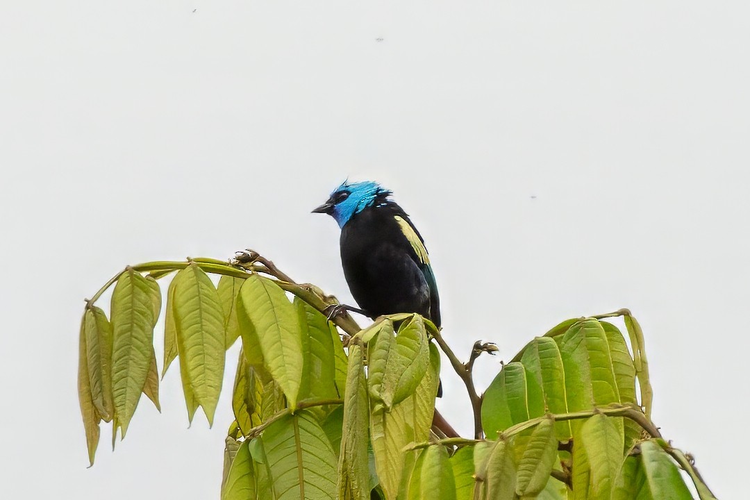 Blue-necked Tanager - ML643060237