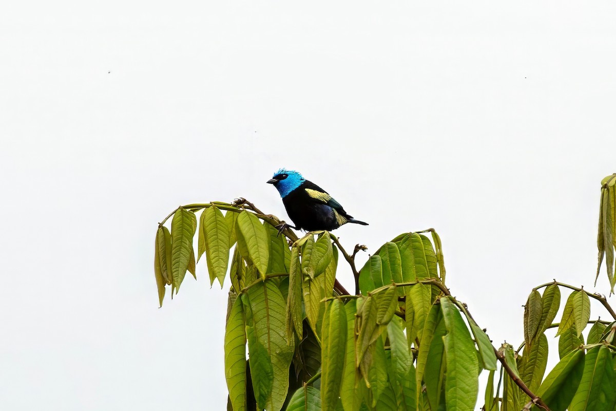 Blue-necked Tanager - ML643060238