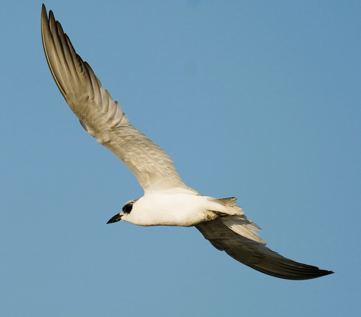 Australian Tern - ML643060246