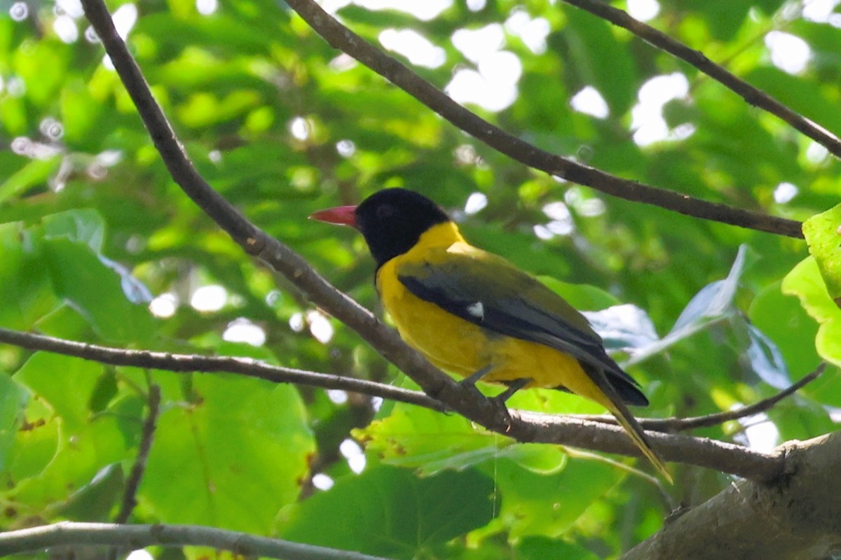 Western Black-headed Oriole - ML643060297