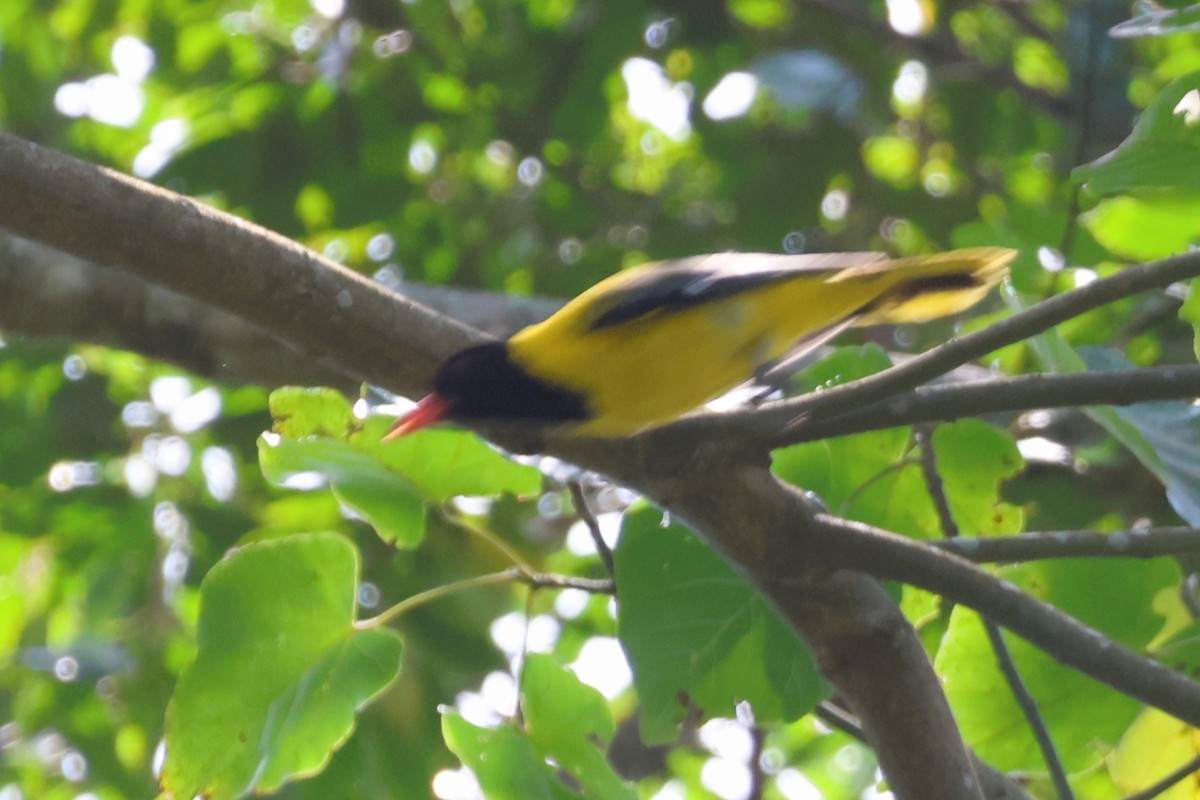 Western Black-headed Oriole - ML643060298