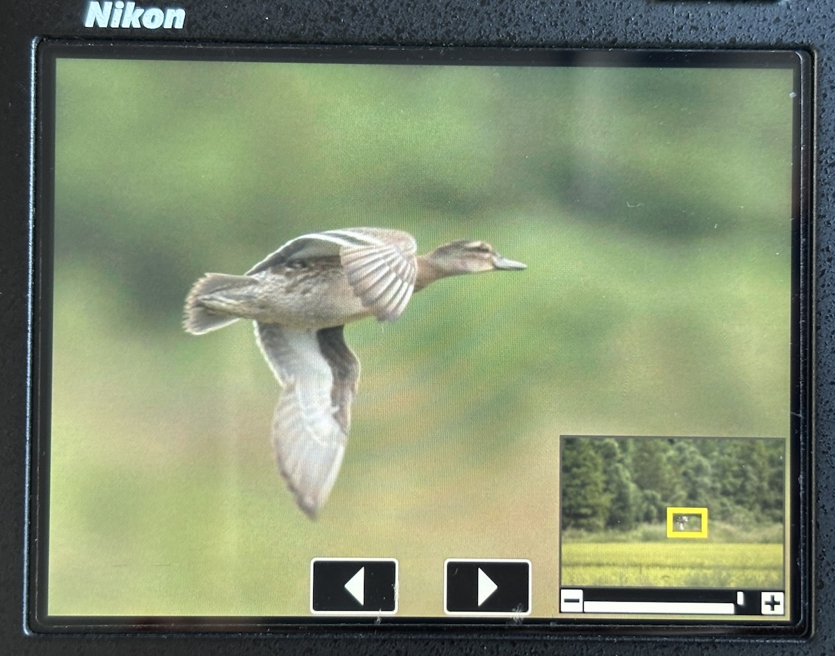 Garganey - ML643060301