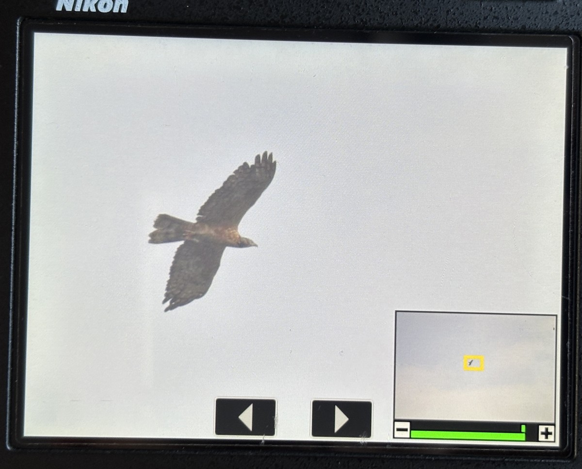 Oriental Honey-buzzard - ML643060307