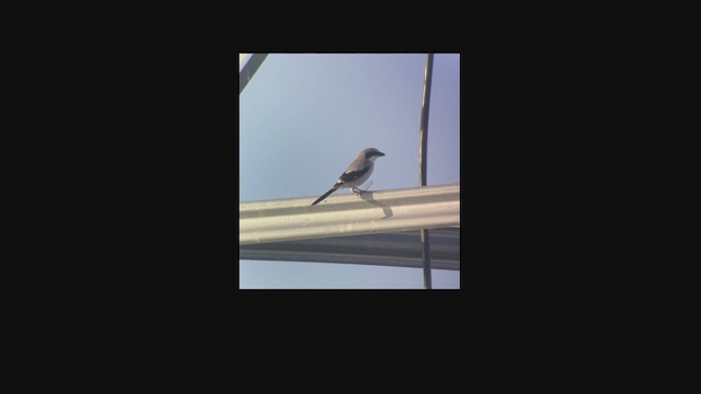 Loggerhead Shrike - ML643060311