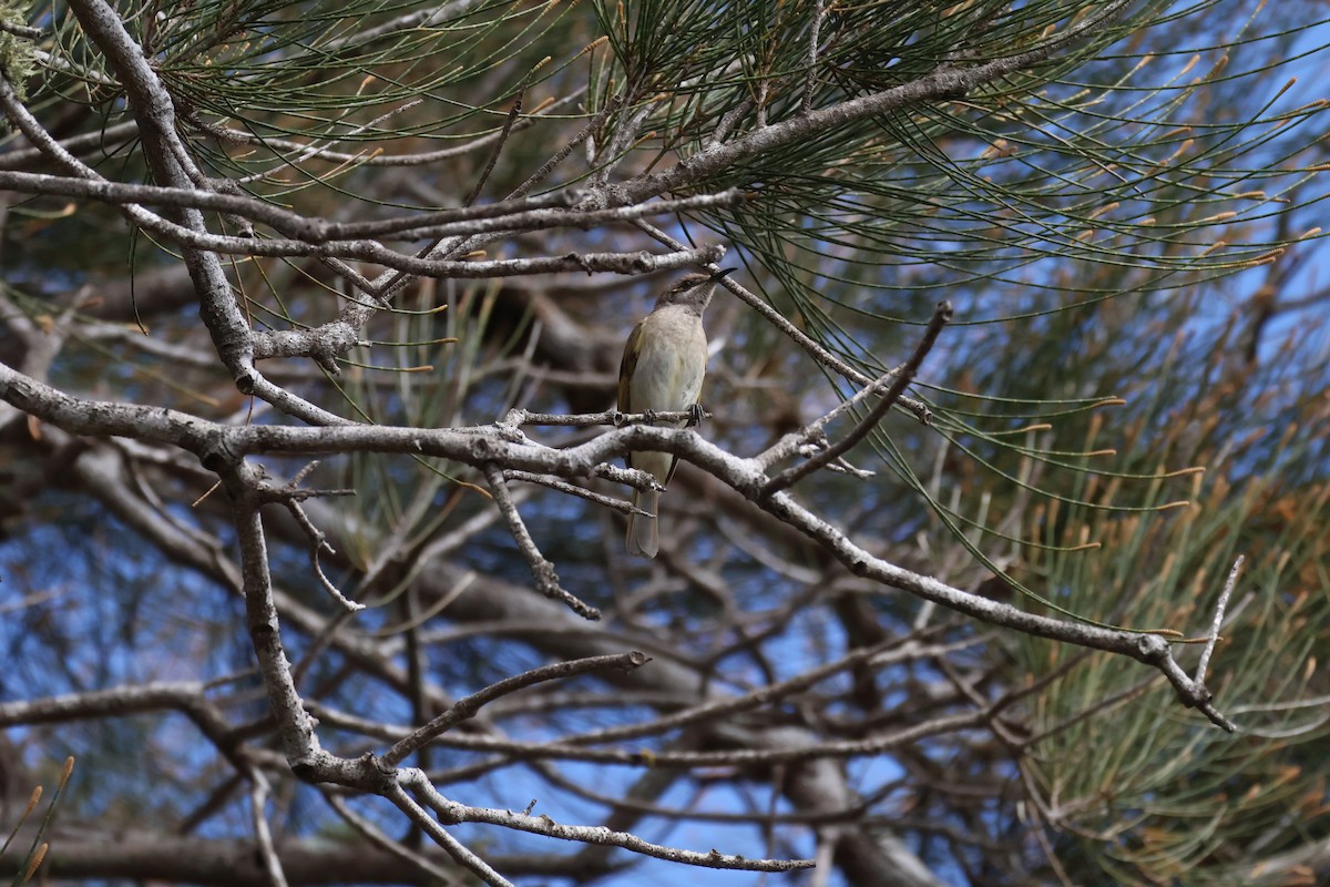 Brown Honeyeater - ML643060313
