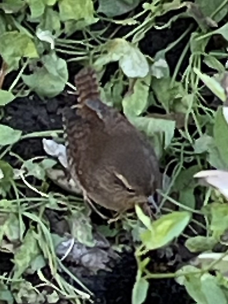 Pacific Wren - ML643060314