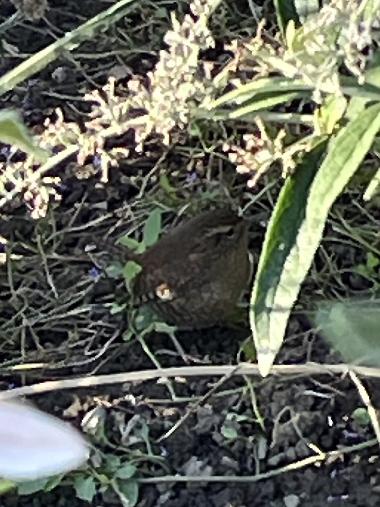 Pacific Wren - ML643060315