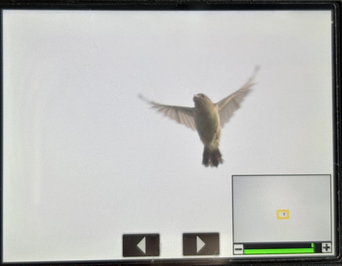 Zitting Cisticola - ML643060319