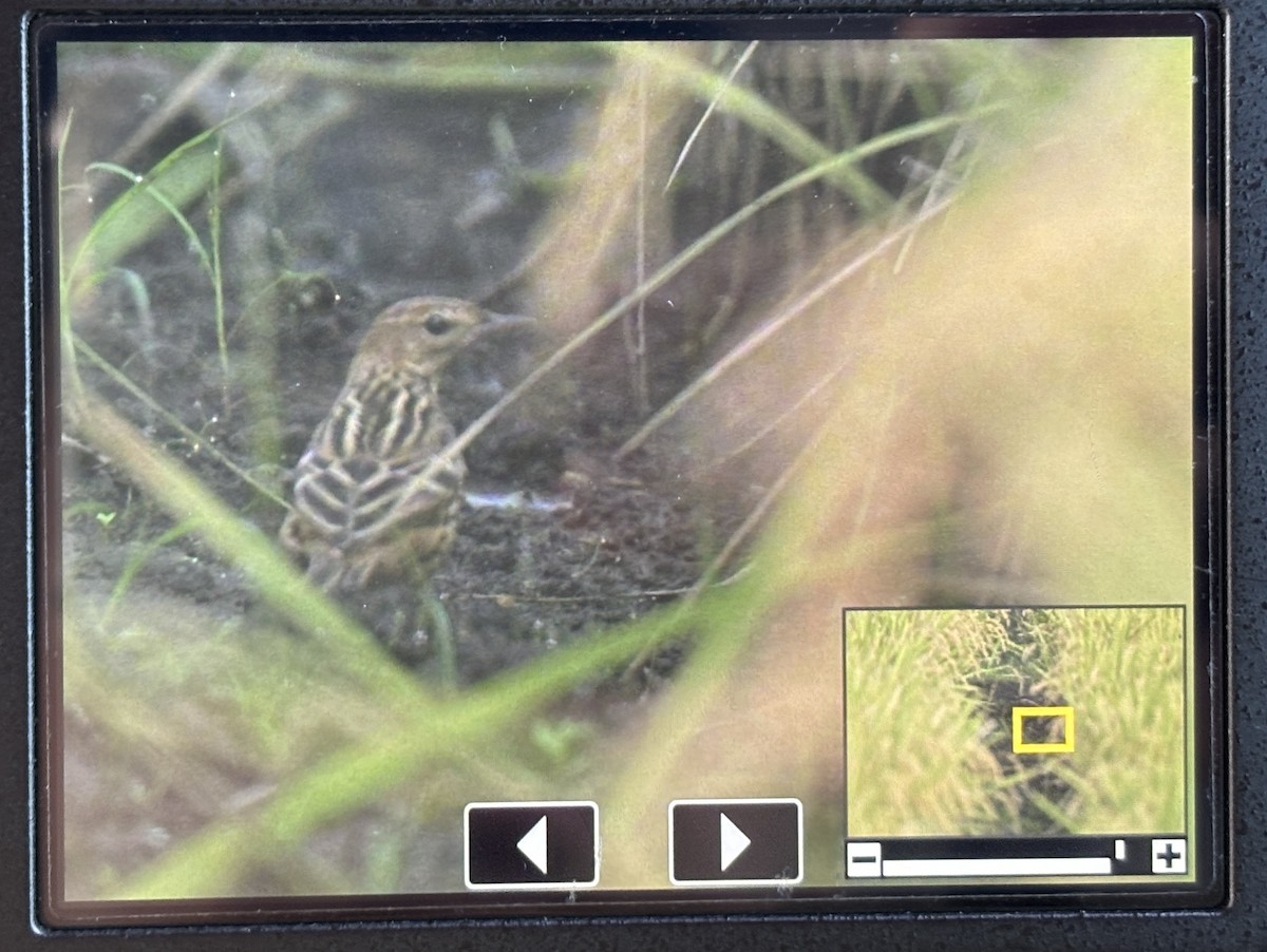 Pechora Pipit - ML643060334