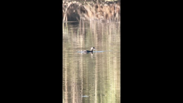 Pied-billed Grebe - ML643060362